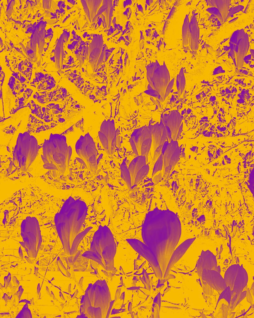 Leon62, aus der Serie "Nature Wins", 2026