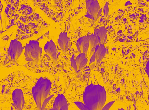 Leon52 - Nature Wins - Motiv: Violet Magnolia