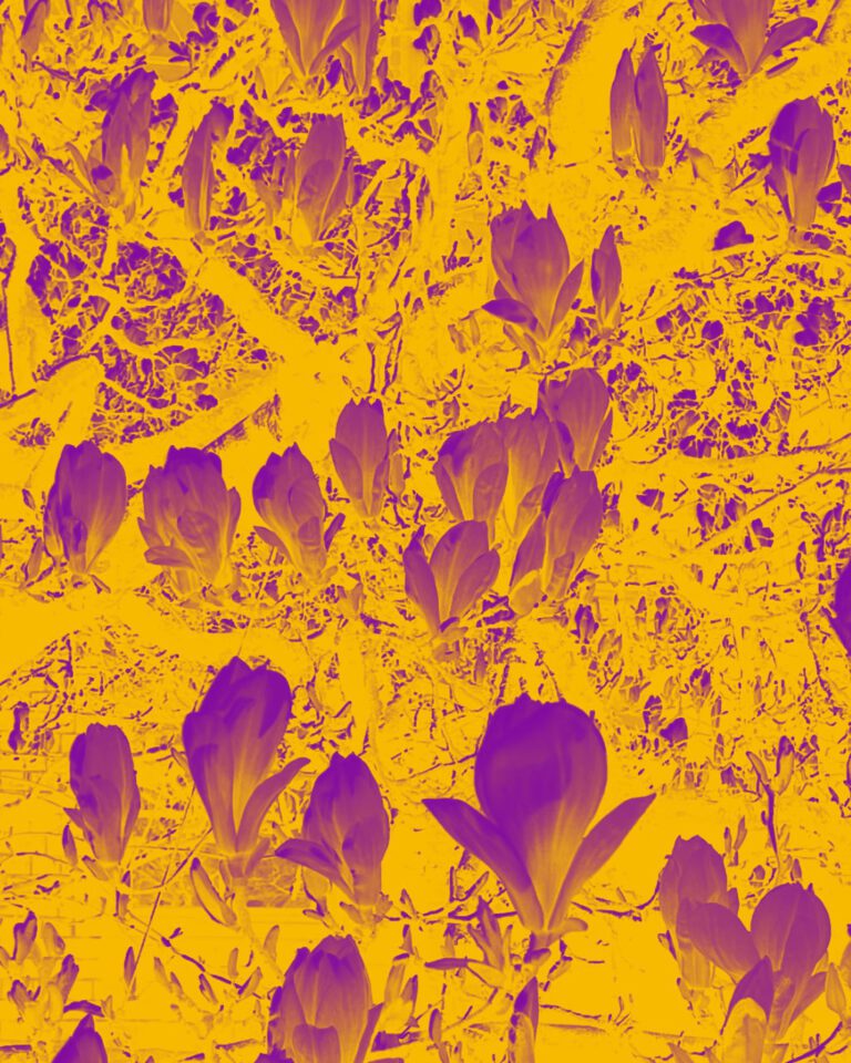 Leon52 - Nature Wins - Motiv: Violet Magnolia